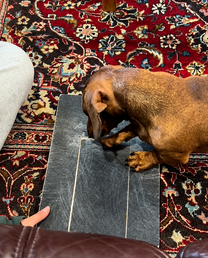 Your dog scratches to reach them